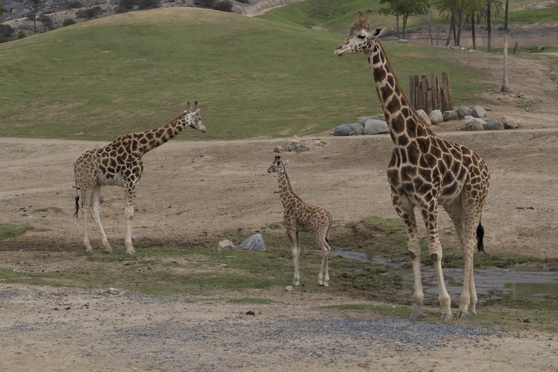 402-3960 Safari Park - Giraffes.jpg